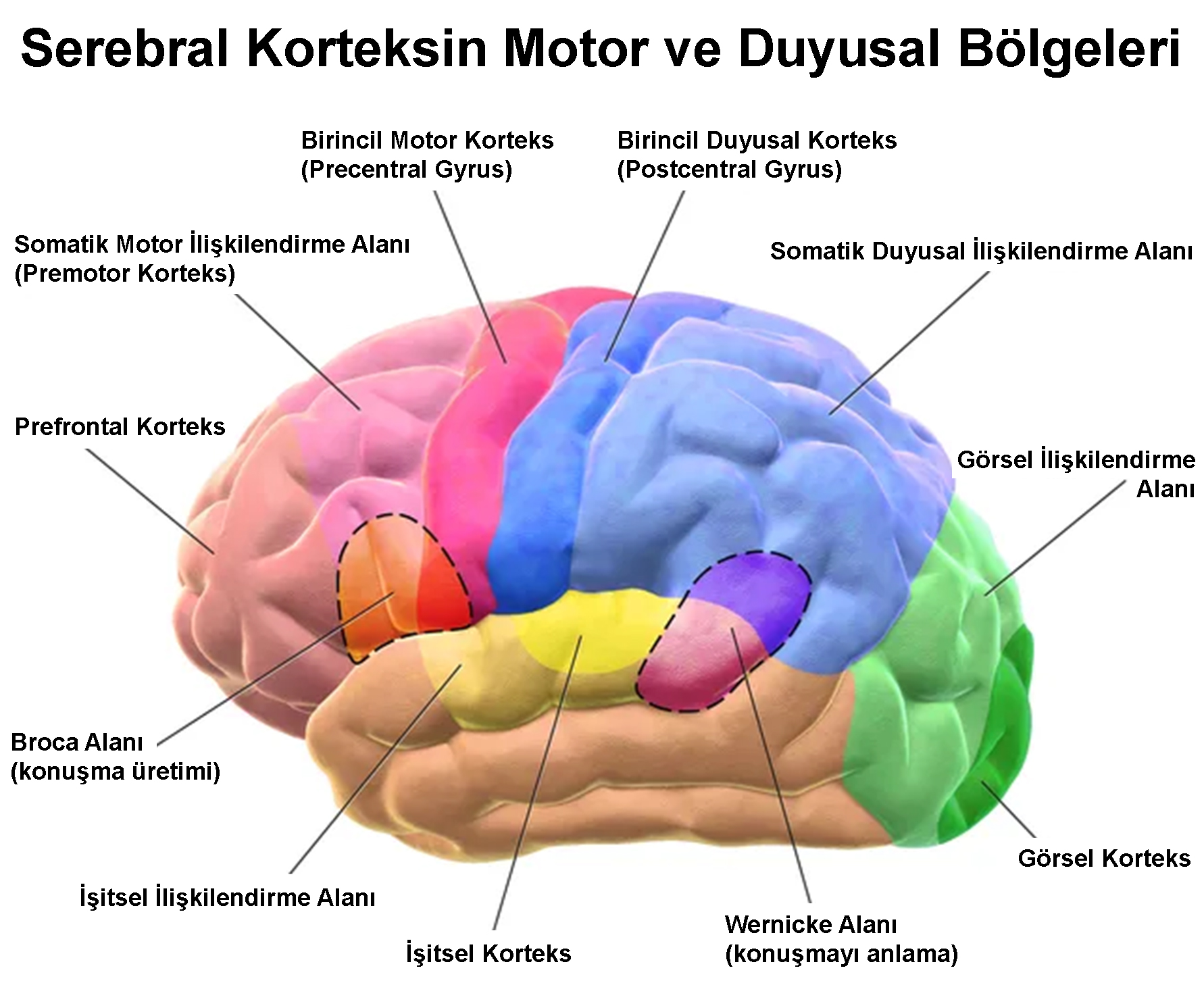 Wernicke's Area / Broca's Area