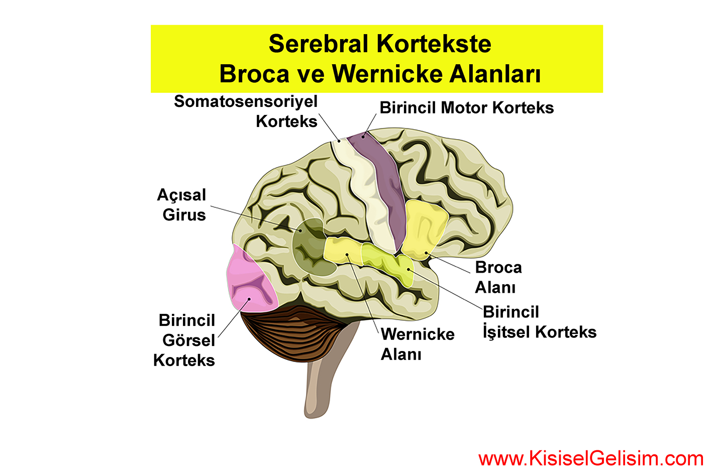 Broca's Area / Wernicke's Area